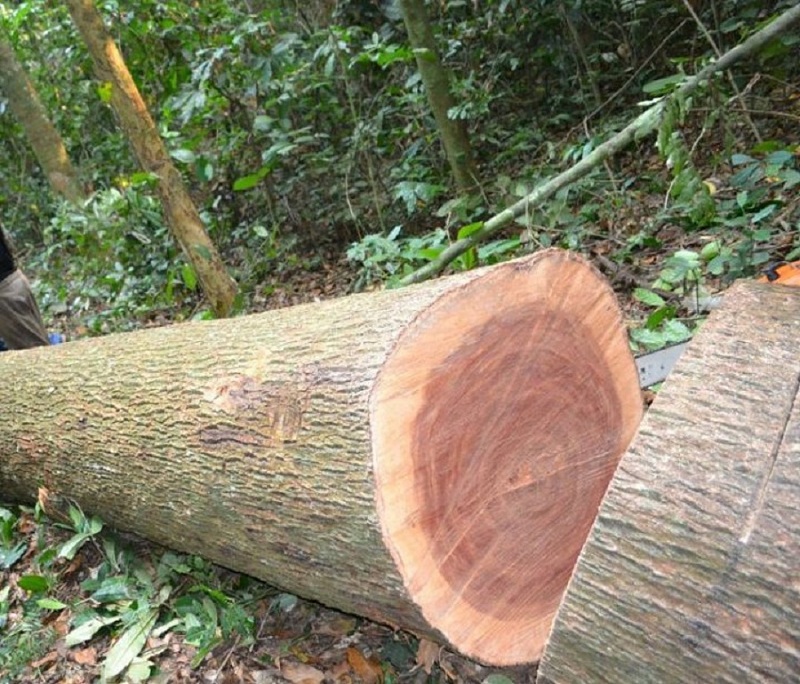 gỗ xoan đào đẹp